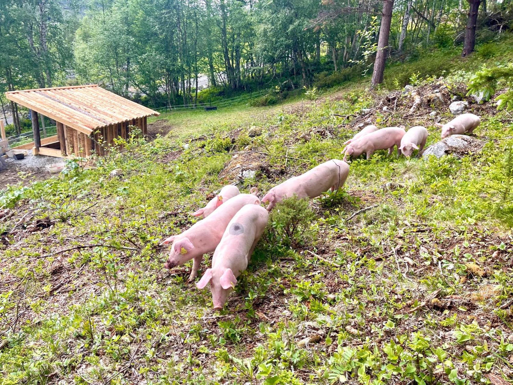 Reinheimen Lodge Skjak Ngoại thất bức ảnh